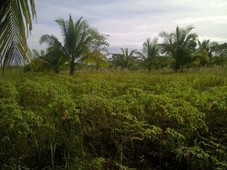 Farm Land for Sale - Barangay Imelda, Samal, Bataan