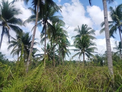 Lot For Sale In Catigbian, Bohol