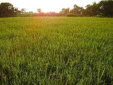 6087 sqm Rice Farm in Asingan Pangasinan