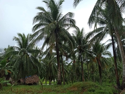 Coconut Farm Lot in Santa Elena Camarines Norte for Sale