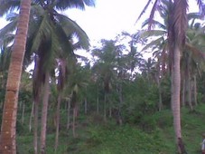 Income generating agri lot For Sale Philippines