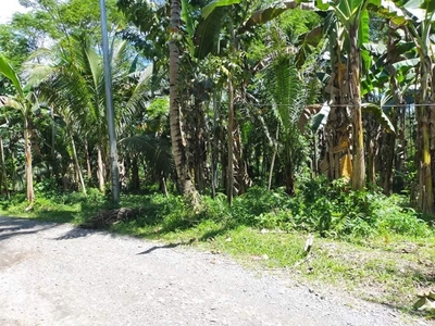 10 hectares Farm Lot for Sale in Bay-Ang, Cabadbaran, Agusan del Norte