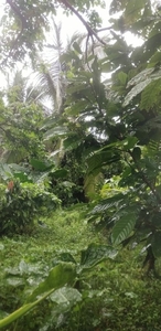 For Sale 3,762 sqm Lot Cacao High Quality Crops, Guiuan, Eastern Samar