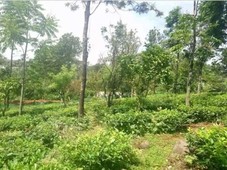 agricultural farm land with fruits trees road side