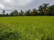 1500sqm Rice Farm for sale in Brgy Pandan Real Quezon