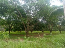 FARM LOT FOR SALE with 200+ Mango Trees in TUBURAN CEBU, FLAT Terrain, 3-minute drive from National Road