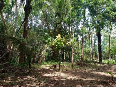Farm lot-flat lot for sale with fruits bearing on Carousell