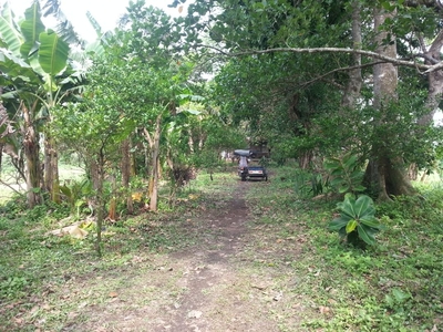 Farm Lot For Sale (1.3 hectares) - Calauan