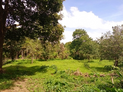 Farm lot for sale- flat terrain with fruits bearing near Tagaytay on Carousell