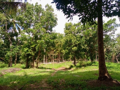 Farm lot for sale with cold weather and fruits bearing on Carousell