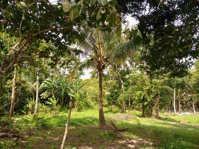Farm lot for sale with fruits bearing and cold weather on Carousell