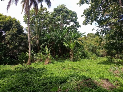 farm lot for sale with fruits bearing on Carousell