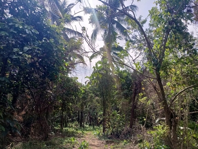 Farm lot for sale with good location on Carousell