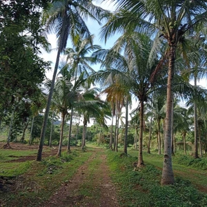 FOR SALE: 12 Hectares Agricultural Lot along Lipa - Alaminos Road