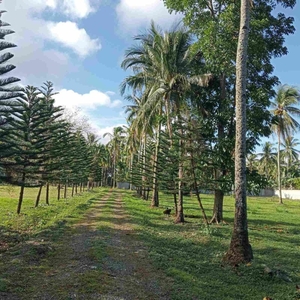 FOR SALE: 12 Hectares Agricultural Lots along Lipa - Alaminos Road