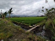 Irrigated Rice land for Sale