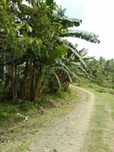 Farm land along provincial road, 1 hectare and 113 sqm