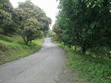 Danao Export Mango Trees For Sale Philippines