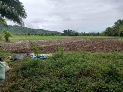 Agri Land in Agusan del Sur (3hrs from Davao City)