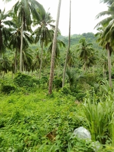 Lot For Sale In San Narciso, Quezon