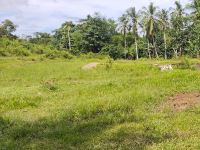 Farm Lot for sale 34 hectares along the river and barangay road with rolling terrain Buenavista Bohol 30/sqm on Carousell