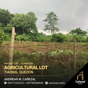 Tiaong Quezon Agricultural Land For Sale on Carousell