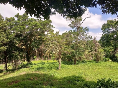 Farm lot for sale-good for your retirement home on Carousell