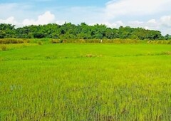 Agricultural Riceland for Sale in Pangasinan