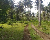 6.5 hectares farmlot for sale in pamplona, negros oriental, 65000 m