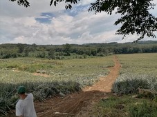 Negotiable Farm Land in Linabu Balingasag