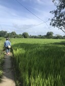 Rice Farm in Lucena Quezon