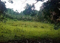 Coconut Lot 6,9093 Hectares Situated in Mairok, Unisan, Quezon, Province. Agricultural land