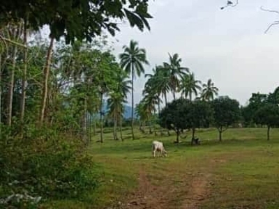 2.5 Hectares Lot for Sale in Magallanes, Cavite