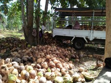 30 hectares of PrimeCoconut farm Land - single owner