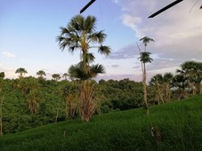 Agricultural Land Area in Sofronio Espa?ola, Palawan