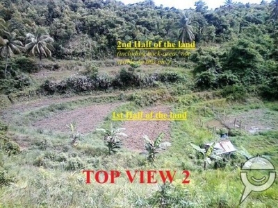 2 hectares [20,800/square meters] of mountain land for SALE Argao, Ceb