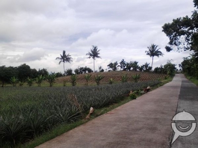 Alfonso Farm lot just 70metrs away at Tagaytay City