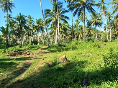Farm lot with 220 coconut tree