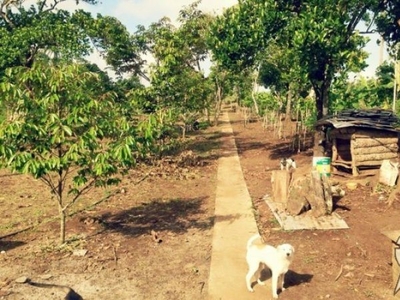Farmland in Alfonso, Cavite