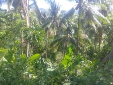 Farm Lot with existing coconut trees and bananas