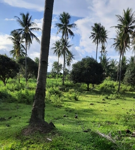 Large Agricultural Lot for Sale in Sibulan (Dumaguete)