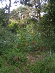 Lot For Sale In Dontogan, Baguio
