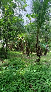 Lot For Sale In Kinawitnon, Island Of Garden Samal, Samal