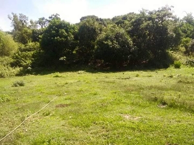 3.2 hectares manggahan lot with 120 carabao mango tree burgos pangasinan