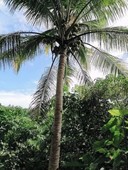 43,824 sqm Titled farmland in Matag-ob Leyte Philippines