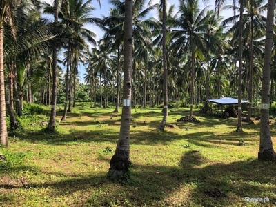 FARM LOT FOR SALE IN BACONG ID 14890
