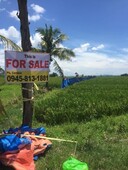 Rice Field for Sale (fully irrigated)