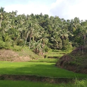 36,406 sqm Agricultural Land for sale in Bangkal Maninang Sapian Capiz