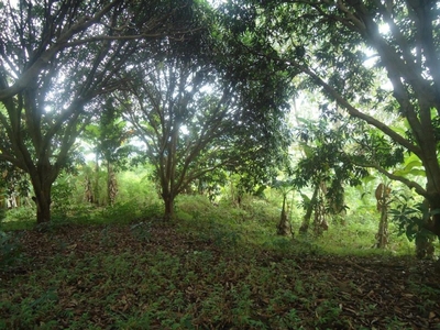 Agricultural Lot with fruit bearing trees for Sale in Misamis Oriental