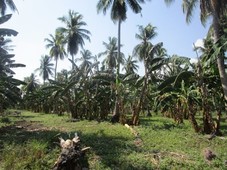 for sale coconut farm in sulop, davao del sur